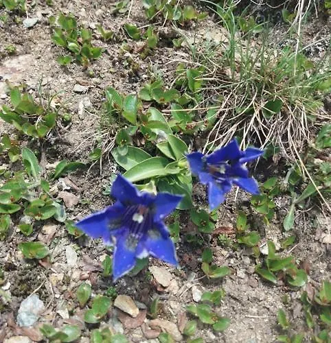 Genziana דירה *